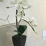 Deluxe Vesela 5 *